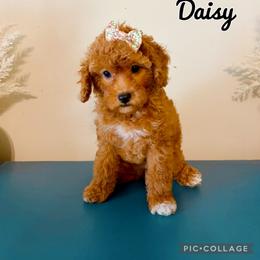 Calla - Red  female Poodle puppy in Morehead, Kentucky from Paw Perfect Pets