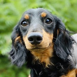 Scout - Dachshund