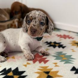 Grasshopper - Dapple male Dachshund puppy in Lebanon, Tennessee from Thomas Dachshunds