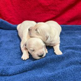 Female - Light golden female Golden Retriever puppy in Tacoma, Washington from Canyon Meadows Farm