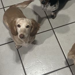 Moon - Dachshund