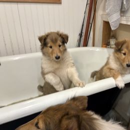 Bella - Sable and white female Collie puppy in Sedalia, Missouri from Brown Acres Collies