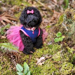 Jazzy - Poodle