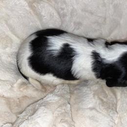 Cavalier King Charles Spaniel Puppies from Cassie’s Cavaliers