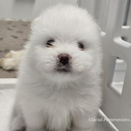 Hoss - White male Pomeranian puppy in Cornville, Arizona from Glacial Pomeranians