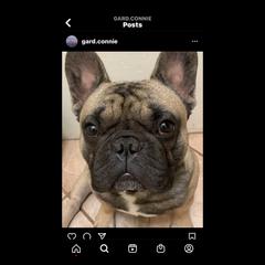 French Bulldog All Grown Up from SandRiver Kennel
