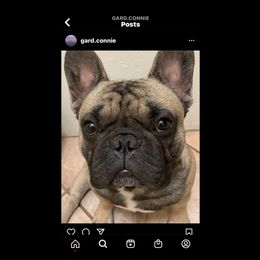 French Bulldog All Grown Up from SandRiver Kennel