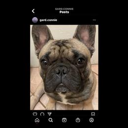 French Bulldog All Grown Up from SandRiver Kennel