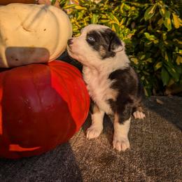 Australian Shepherd Puppies from Blosenski Aussies