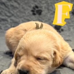 Yellow Female - Yellow female Labrador Retriever puppy in Franklin, Virginia from Oak Hollow Retrievers