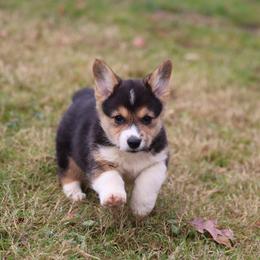 Pembroke Welsh Corgi Puppies from Goldstar Puppies