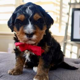 Spider-Man - Tri-color male Bernedoodle puppy in Murray, Utah from Sun Valley Doodles