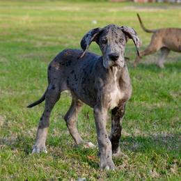 Merle male - Merle male Great Dane puppy in Golconda, Illinois from Breken Great Danes