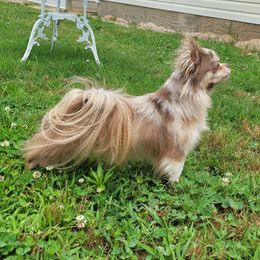 Eden - Merle female Chihuahua puppy in Warsaw, Virginia from B&D Chihuahuas