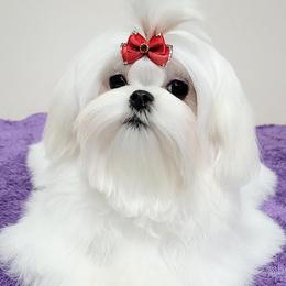 Oolong - Maltese