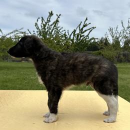 Silken Windhound Puppies from Luminous Silken Windhounds