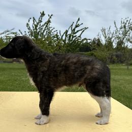 Silken Windhound Puppies from Luminous Silken Windhounds
