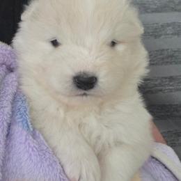 Purple girl - White and biscuit female Samoyed puppy in Elwell, Michigan from Limelight Samoyeds