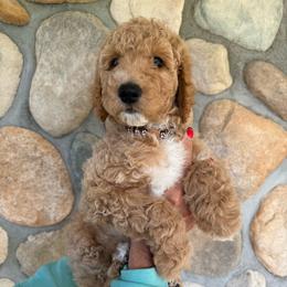 Brown - Boy - Red  male Goldendoodle puppy in Kent City, Michigan from Hannah Mae Doodles