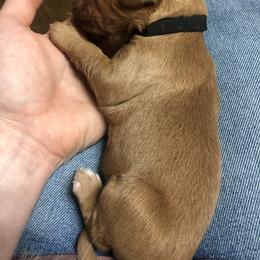 Golden Retriever Puppies from Rocky Mountain Field Goldens