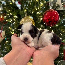 Light pink girl - Parti female Miniature Schnauzer puppy in Oneonta, Alabama from Murphree Valley Kennels