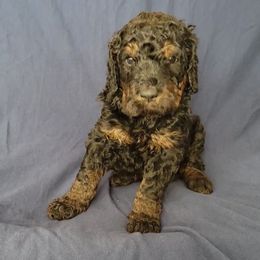 Harvest - Phantom male Bernedoodle puppy in Christiana, Tennessee from Southern Home Pups