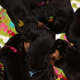 Rottweilers from Stefanhaus Rottweilers
