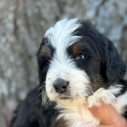 Jaguar - Tri-color male Bernedoodle puppy in El Campo, Texas from Little Fur Friends Bernedoodles