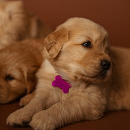 Golden Retriever Puppies from SmallTown Golden Retrievers