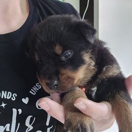 Red - Black and mahogany male Rottweiler puppy in Tangent, Oregon from Raya's Royals