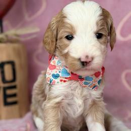 Purple-naomi - Red female Bernedoodle puppy in Yuciapa, California from AlltheDoodlez_