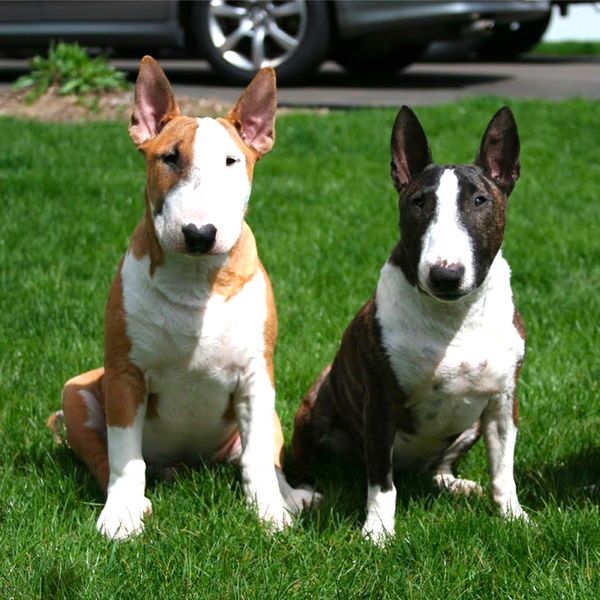 Bull Terrier