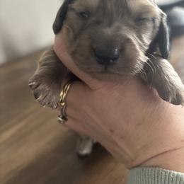 AKC Louie - Dapple male Dachshund puppy in White Cloud, Michigan from West Michigan Dachshund