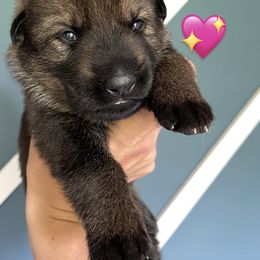Girl 3 - German Shepherd puppy in Buffalo, New York from Vom Eisenraben German Shepherds