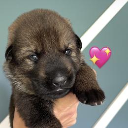Girl 3 - German Shepherd puppy in Buffalo, New York from Vom Eisenraben German Shepherds