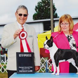 Boston Terrier All Grown Up from Zuran Show Dogs