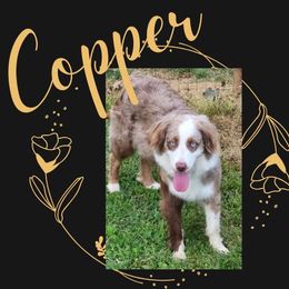 Copper - Australian Shepherd