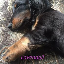 Dachshund Puppies from Lavendell Dachshunds