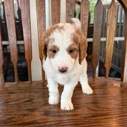 Fancy Pants, Yellow - Parti male Goldendoodle puppy in Fresno, California from CaliDoodles