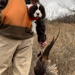 English Springer Spaniels from Klark English Springer Spaniels