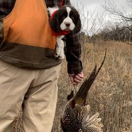 English Springer Spaniels from Klark English Springer Spaniels