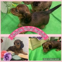 Tequila Rose - Red female Dachshund puppy in Elko, Nevada from Willow Creek Acres Dachshunds