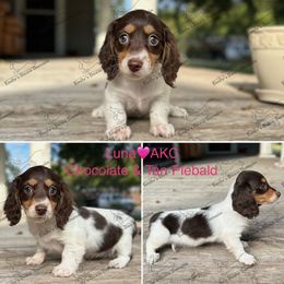 Luna - Piebald female Dachshund puppy in Gatesville, Texas from Emily’s Doxie Domain