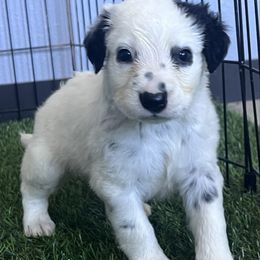 Kai - long coat - White and black male Dalmatian puppy in Sedalia, Missouri from Missouri Dalmatians