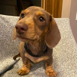 Seven - Chocolate and cream female Dachshund puppy in Frazee, Minnesota from Long Little Dog Ranch