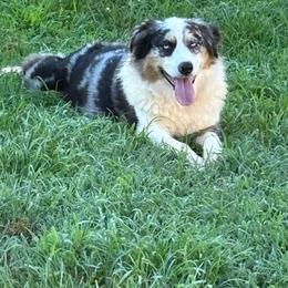 Australian Shepherd puppies from CJ Farm and Kennels