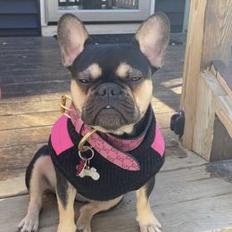 Gigi - French Bulldog