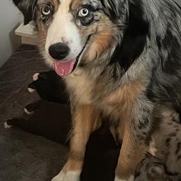 Indy - Australian Shepherd
