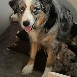 Indy - Australian Shepherd