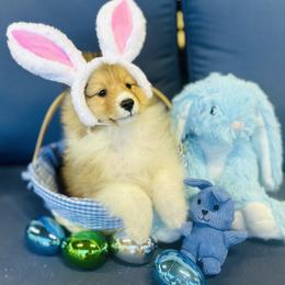 Topher - Sable and white male Shetland Sheepdog puppy in North Weeki Wachee, Florida from Jesstar Shetland Sheepdogs